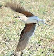 Collared Pratincole