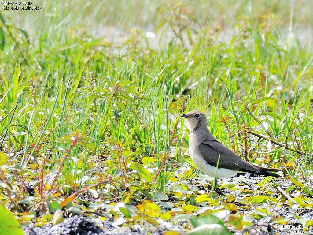 Glaréole à collierimmature, identification, habitat, composition, pigmentation