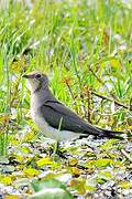 Collared Pratincole