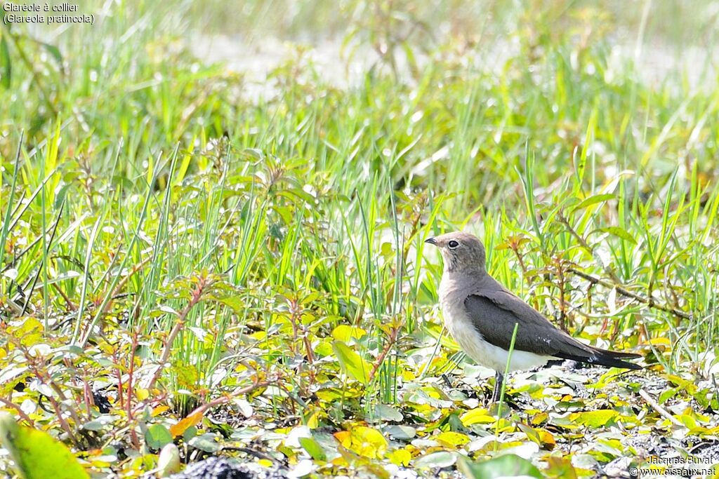 Collared Pratincoleimmature, identification, habitat, aspect, pigmentation