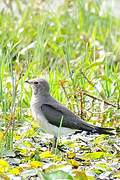 Collared Pratincole