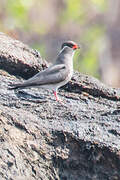 Rock Pratincole