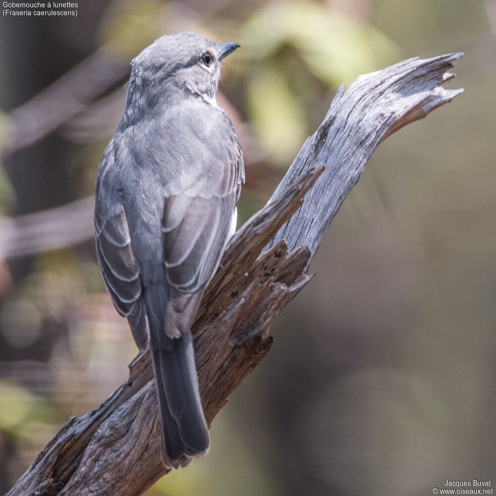 Ashy Flycatcheradult