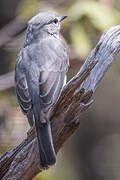 Ashy Flycatcher