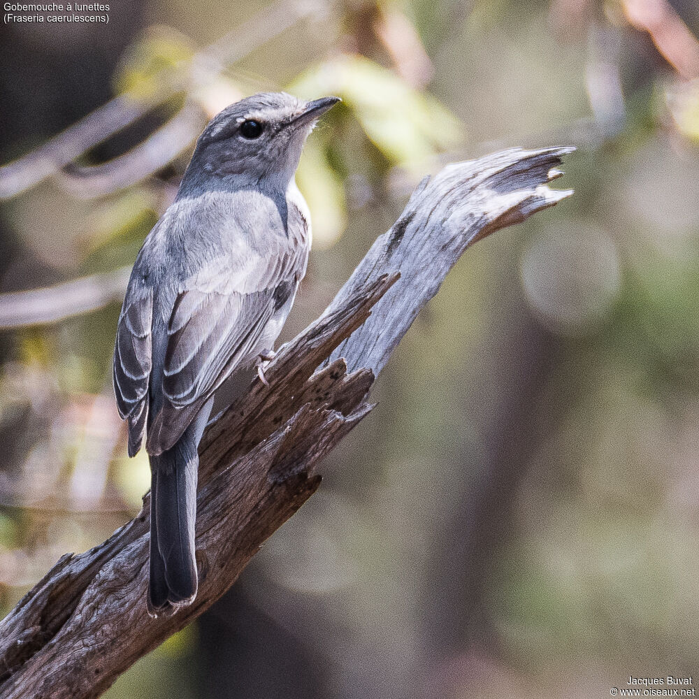 Ashy Flycatcher