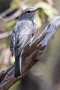 Ashy Flycatcher