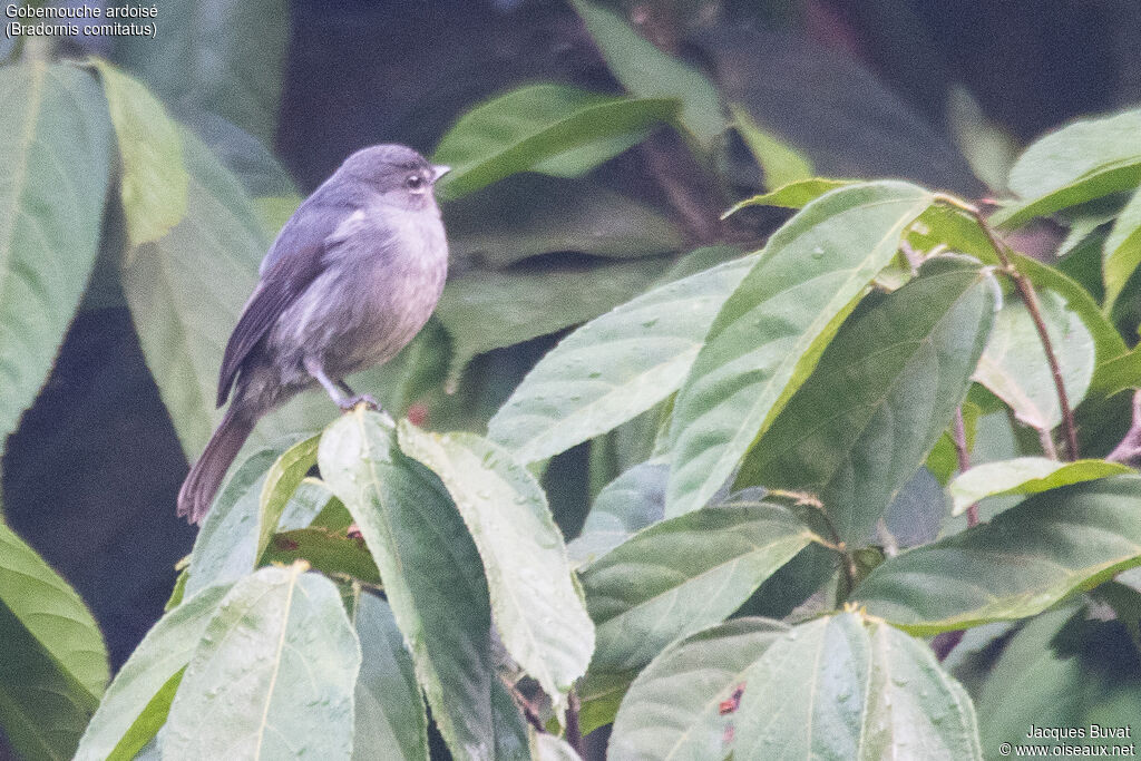 Dusky-blue Flycatcheradult