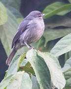 Dusky-blue Flycatcher