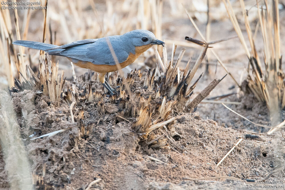 Silverbirdadult, identification, habitat, aspect, pigmentation, eats