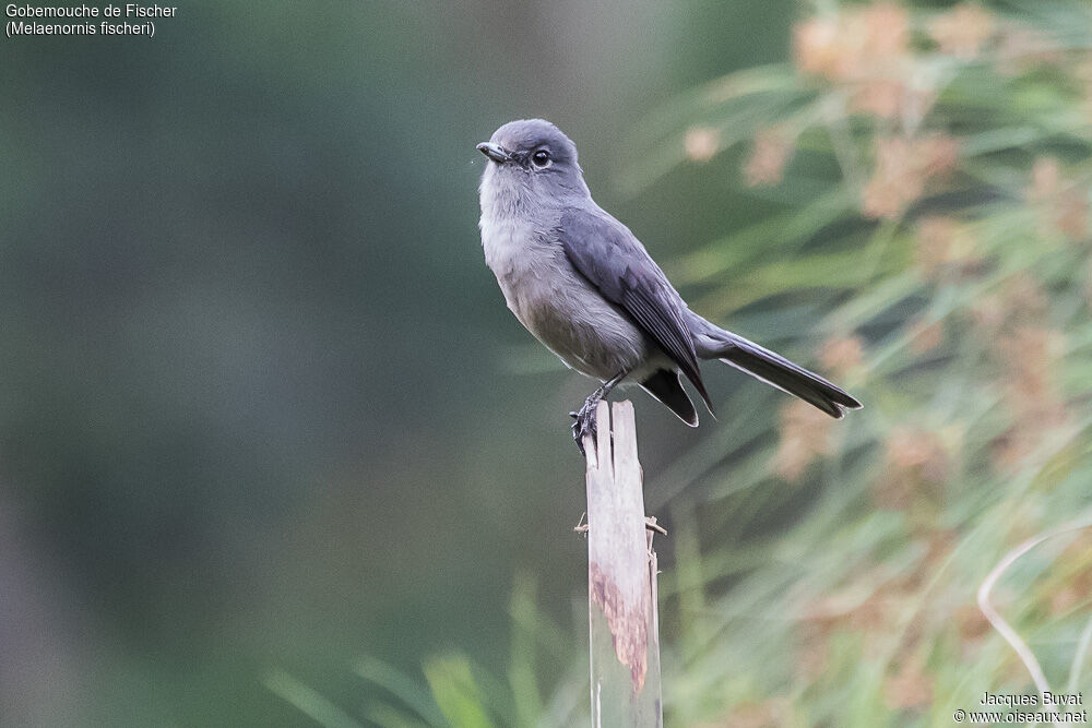 White-eyed Slaty Flycatcheradult