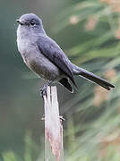 White-eyed Slaty Flycatcher