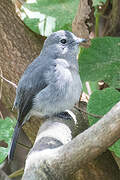 White-eyed Slaty Flycatcher