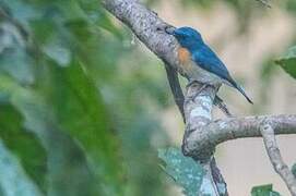 Tickell's Blue Flycatcher