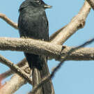 Gobemouche drongo