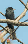 Gobemouche drongo