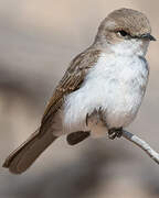 Marico Flycatcher