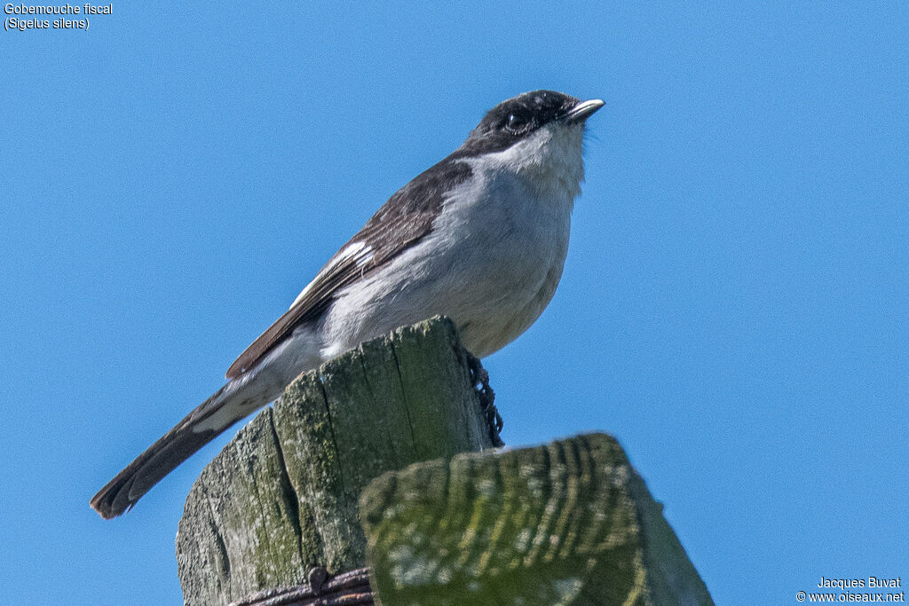 Fiscal Flycatcher male adult