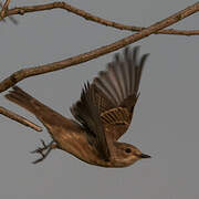 Spotted Flycatcher