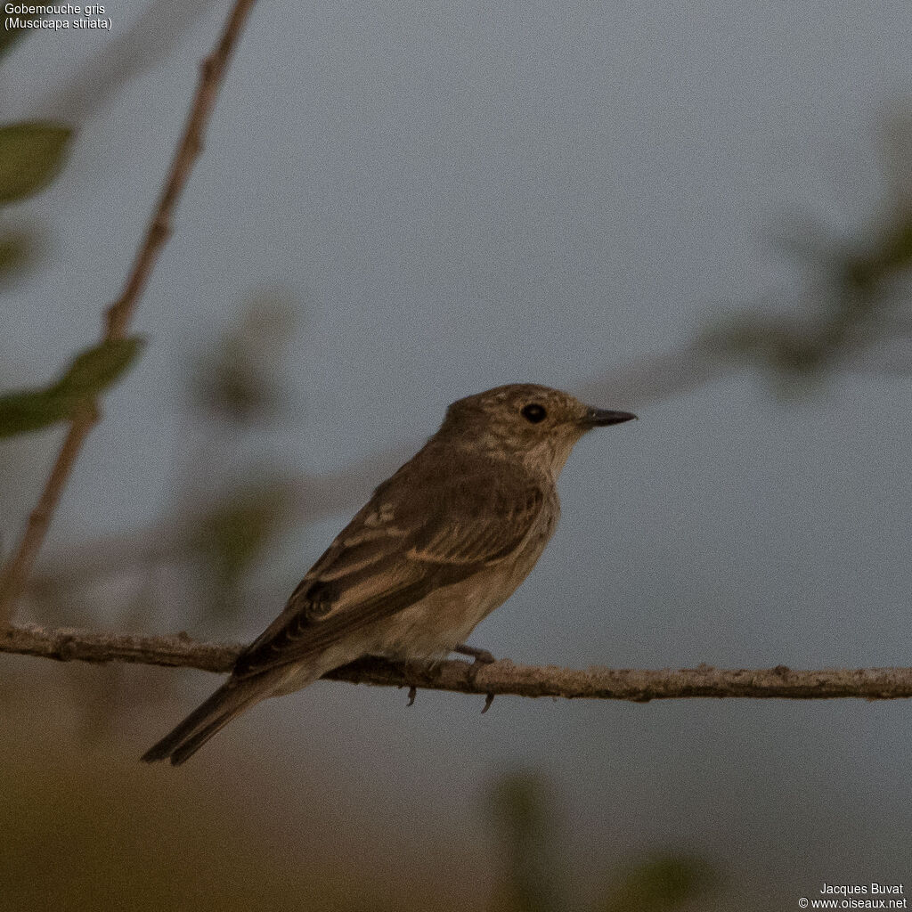 Spotted Flycatcherjuvenile, identification, aspect, pigmentation