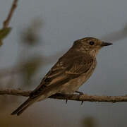 Spotted Flycatcher