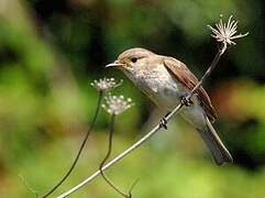 Spotted Flycatcher