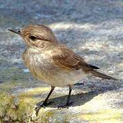 Spotted Flycatcher