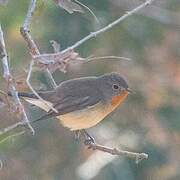 Red-breasted Flycatcher