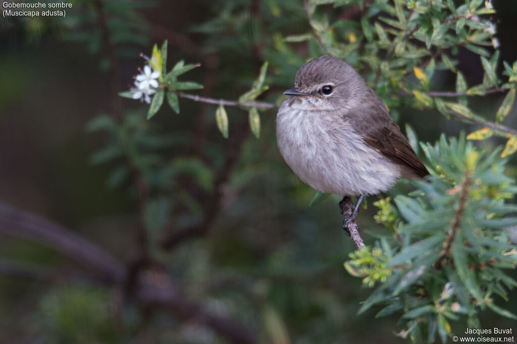 African Dusky Flycatcheradult