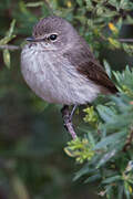 African Dusky Flycatcher