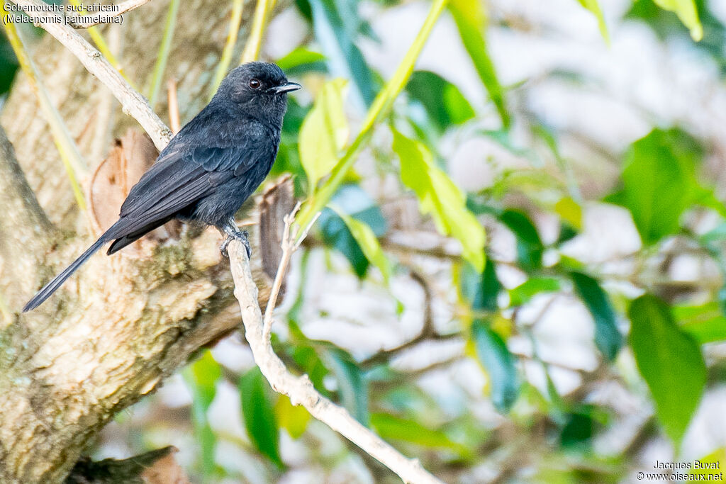 Southern Black Flycatcheradult