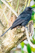 Southern Black Flycatcher