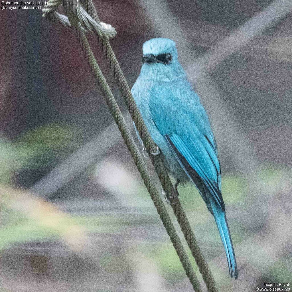 Verditer Flycatcher male adult, close-up portrait, aspect, pigmentation