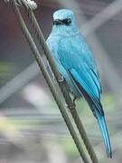 Verditer Flycatcher