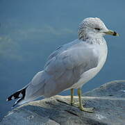 Ring-billed Gull