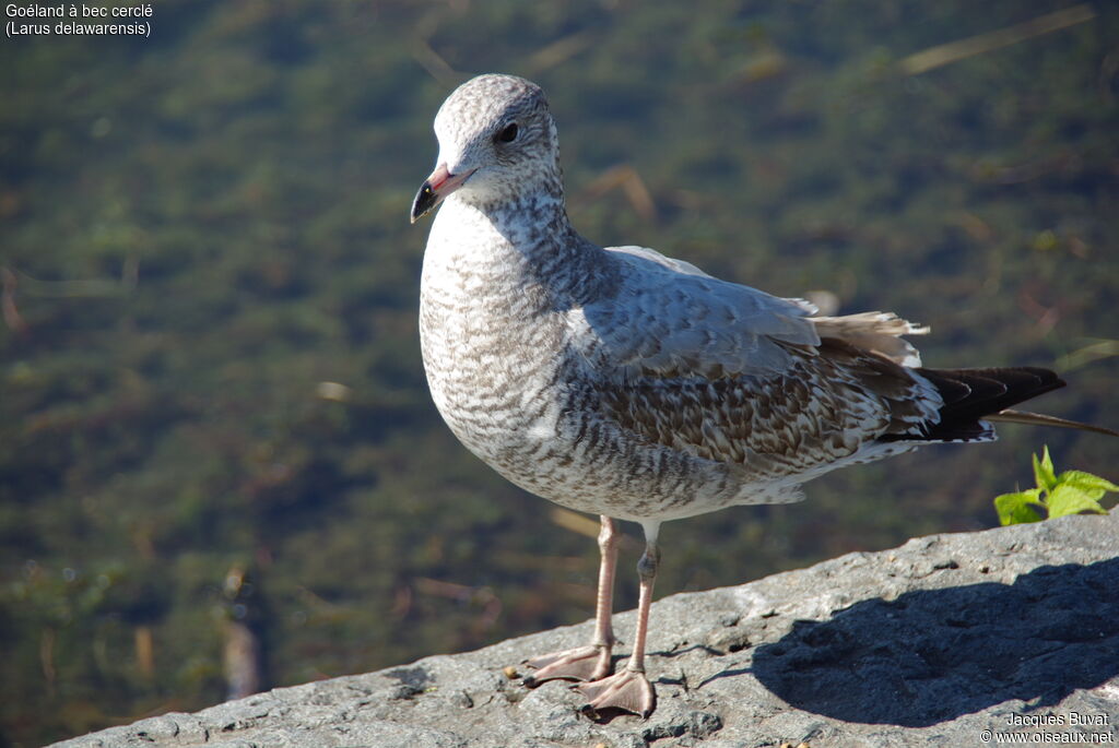 Ring-billed GullFirst year, identification, aspect, pigmentation