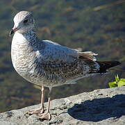 Ring-billed Gull