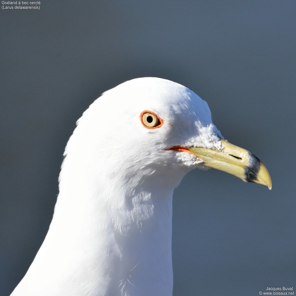 Ring-billed Gulladult breeding, close-up portrait, aspect, pigmentation