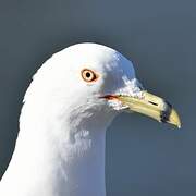 Ring-billed Gull