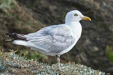 Goéland argenté