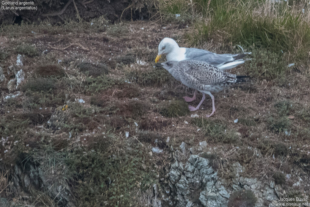 European Herring Gull