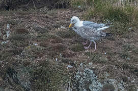 European Herring Gull