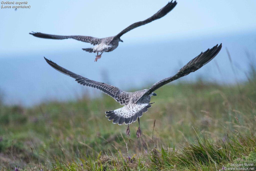 European Herring Gull, aspect, pigmentation, Flight