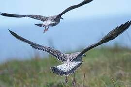 European Herring Gull