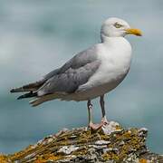 European Herring Gull