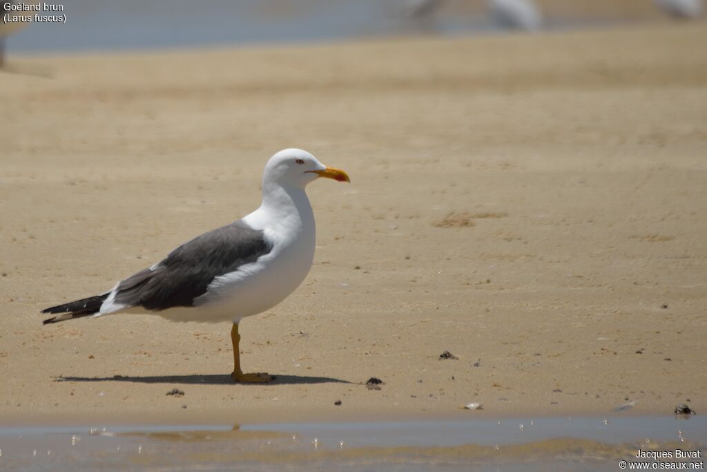 Lesser Black-backed Gulladult breeding