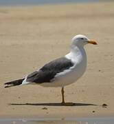 Lesser Black-backed Gull