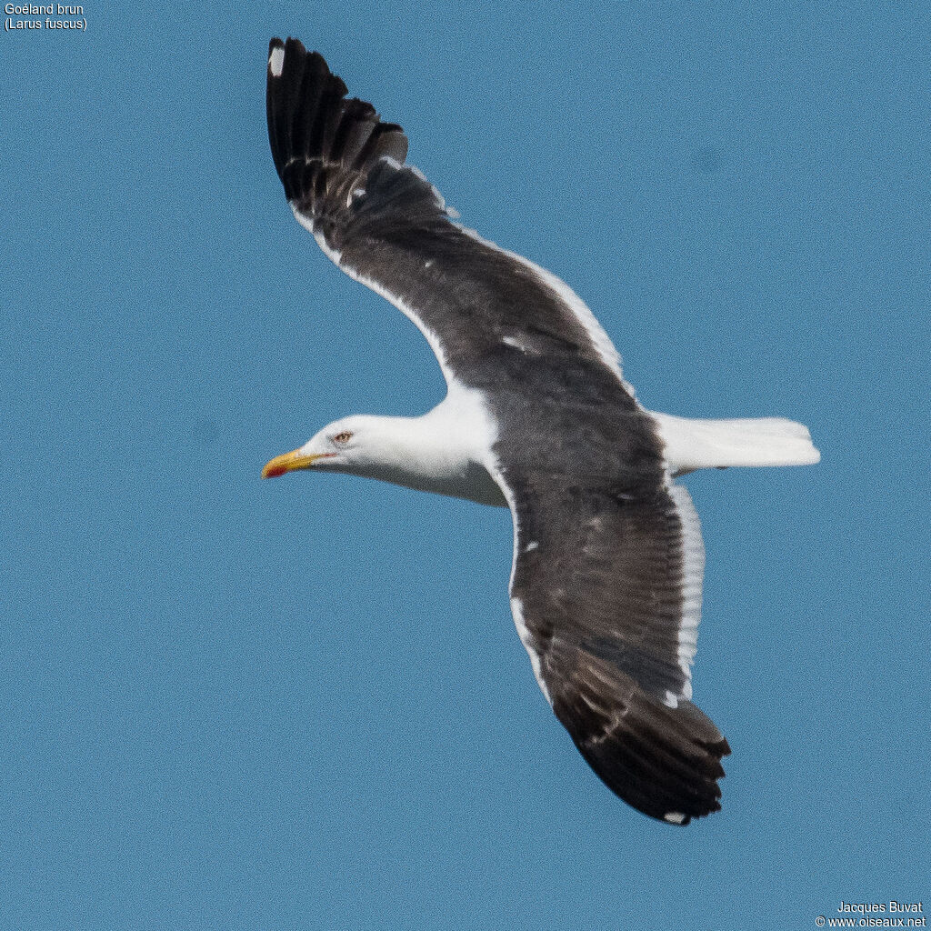 Lesser Black-backed Gulladult breeding, aspect, pigmentation, Flight