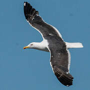 Lesser Black-backed Gull