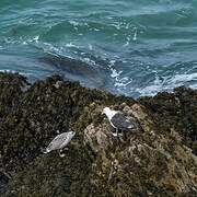 Lesser Black-backed Gull