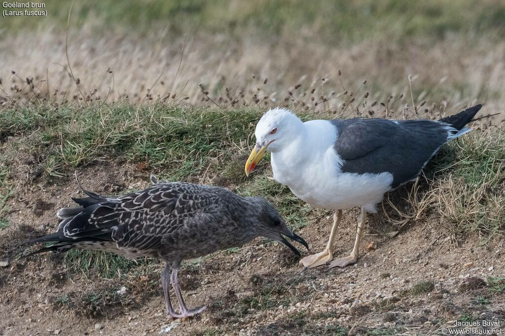 Lesser Black-backed Gull